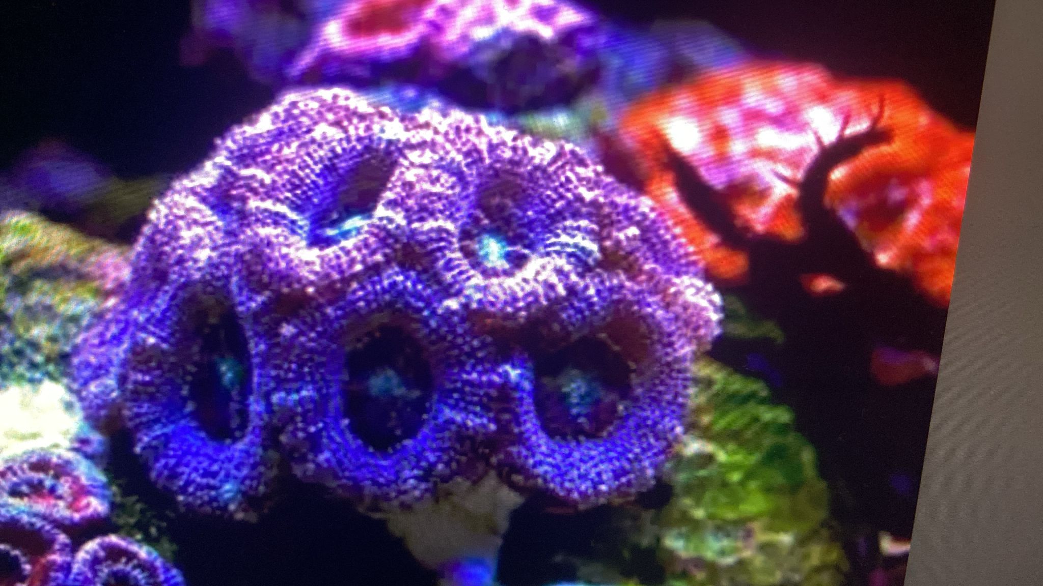 Acan Coral