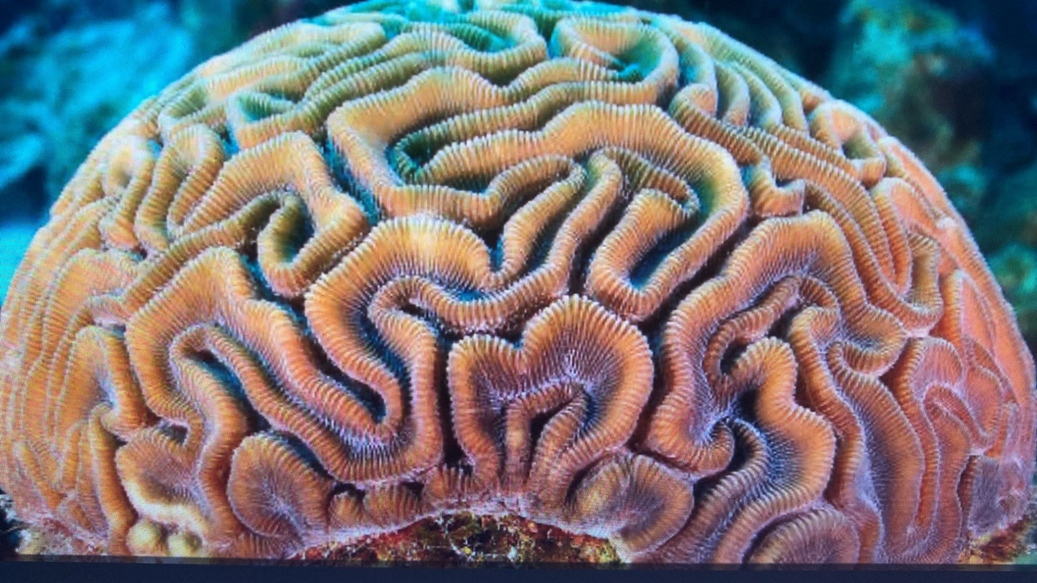 Brain Coral