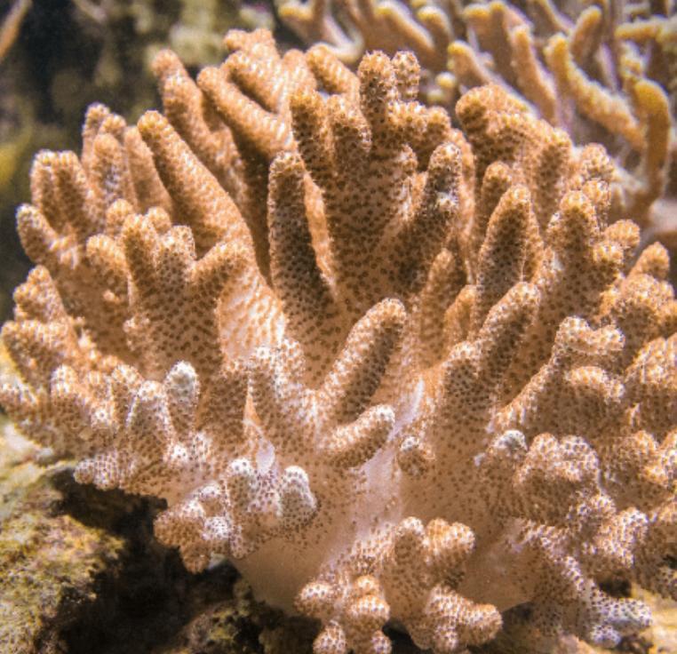 Pocillopora Coral
