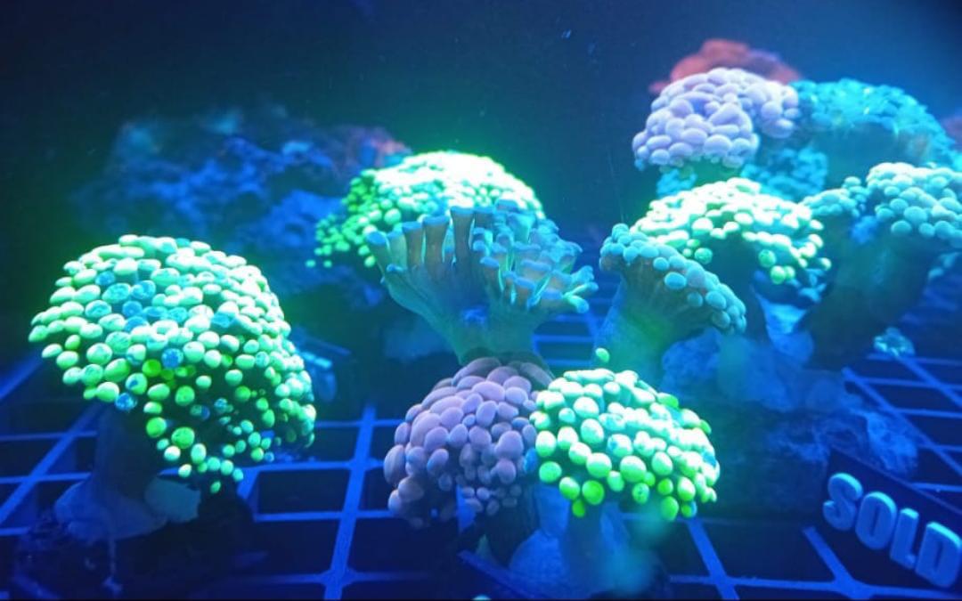 Hammer Coral