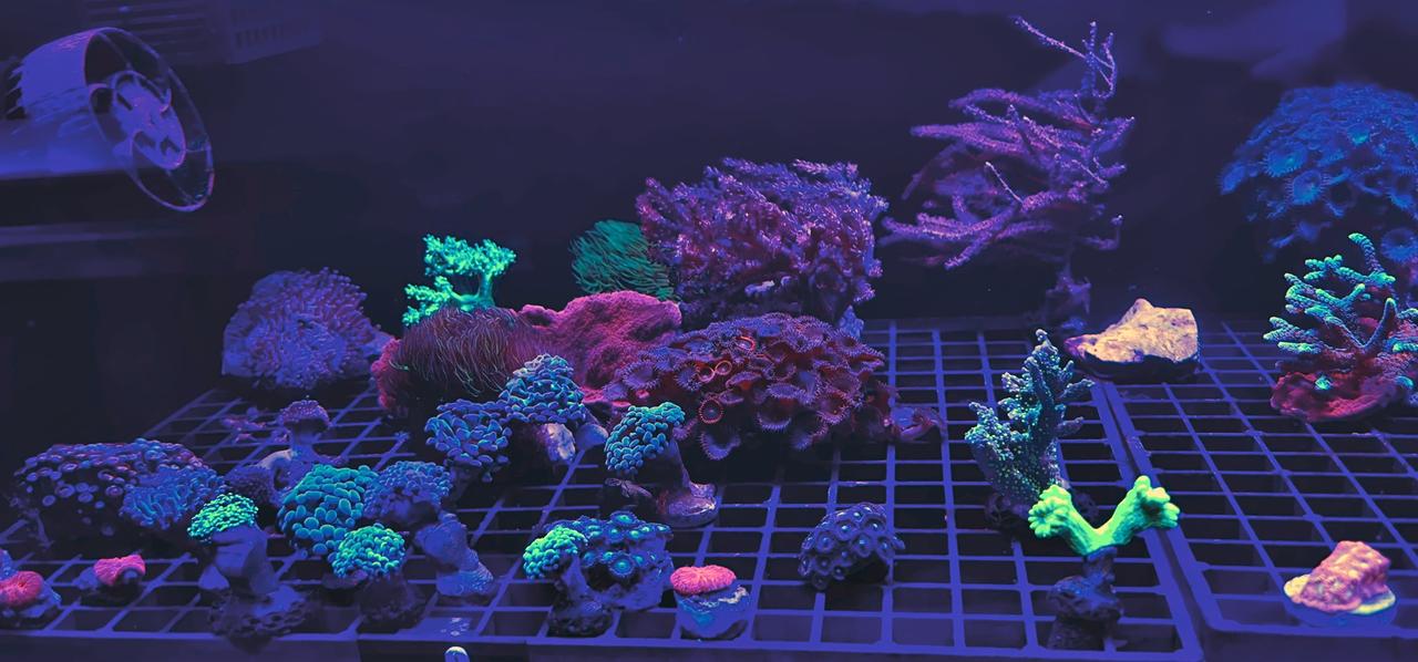 Coral frag tank showing variety of LPS, SPS and soft corals under blue lighting