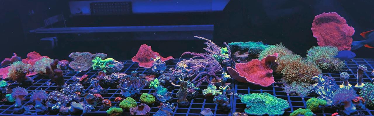 Coral selection including montiporas, leathers, torches and colourful acans