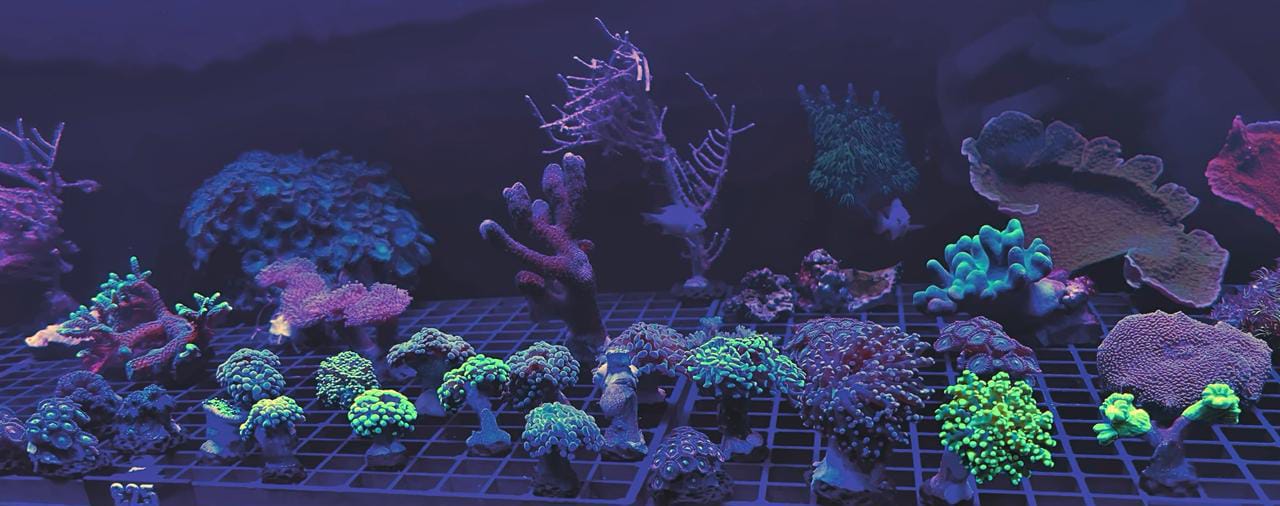 Colourful coral frags including acans, euphyllia, SPS and zoanthids