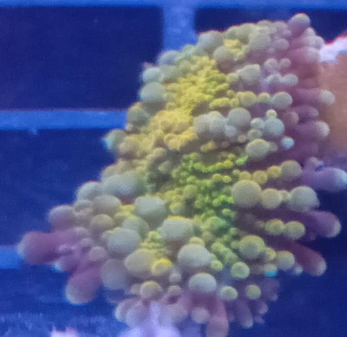 Mushroom Coral