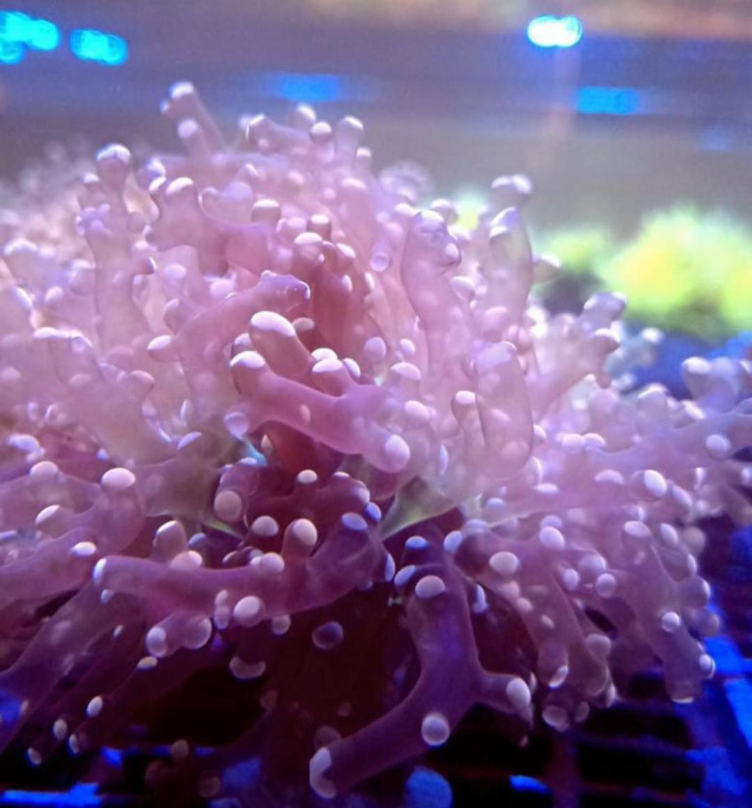 Frogspawn Coral