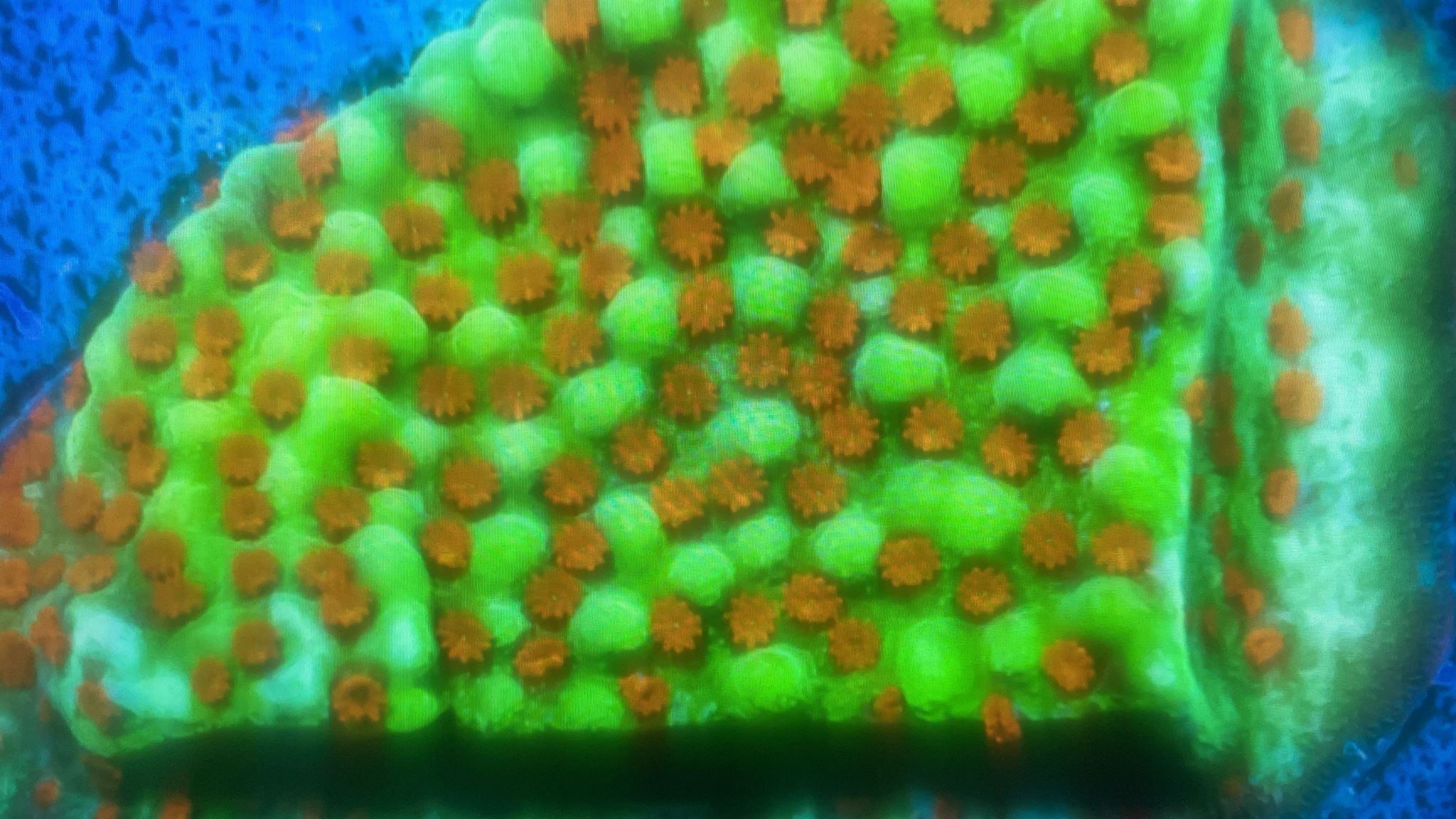 Montipora Coral