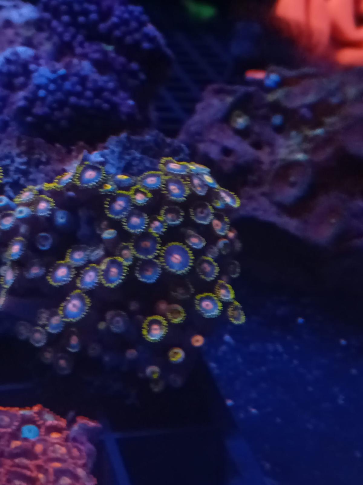 Zoanthids